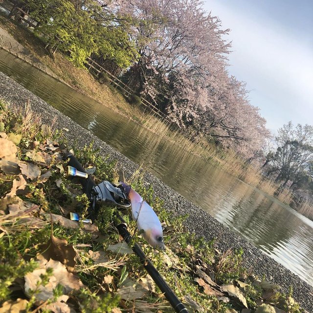 kotarou fishing KNUbass on Instagram: “新しい新生活を迎えてこれからどうなっていくんやろ？ちゃんとこんな自分がやってけんのかな…？とかいう不安もある中＋世の中もコロナショックで経済、人も狂い始めてるこのご時世でも自然と向き合って釣りできるという幸せ…今日も短時間やったけどすごい気持ちがリセットできた👍…” (123697)