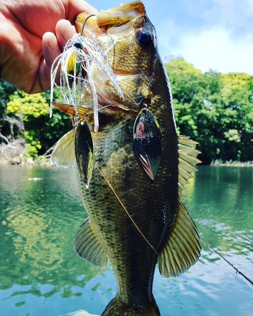 Yukiteru Ishikawa on Instagram: “水遊び#ブラックバス#雷魚#雷魚釣り #ブラックバス釣り #ブラックバスフィッシング #エバーグリーン#スピナーベイト#ゲーリーヤマモト #ファットイカ#釣り#魚#野池#フローター#タカーダー#高田戦隊#高田レンジャー#頭抱える” (133772)
