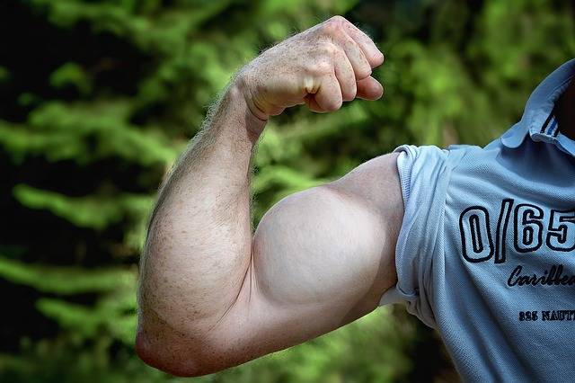 Free photo: Muscles, Arm, Be Mus Kelt, Man Arm - Free Image on Pixabay - 811479 (6265)