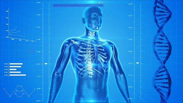 Free illustration: Human Skeleton, The Human Body - Free Image on Pixabay - 163715 (6270)