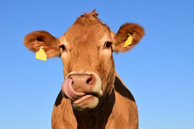 Free photo: Cow, Head, Cow Head, Animal - Free Image on Pixabay - 1715829 (9713)