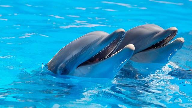 Free photo: Animal, Cute, Dolphins, Fish - Free Image on Pixabay - 1869337 (17645)