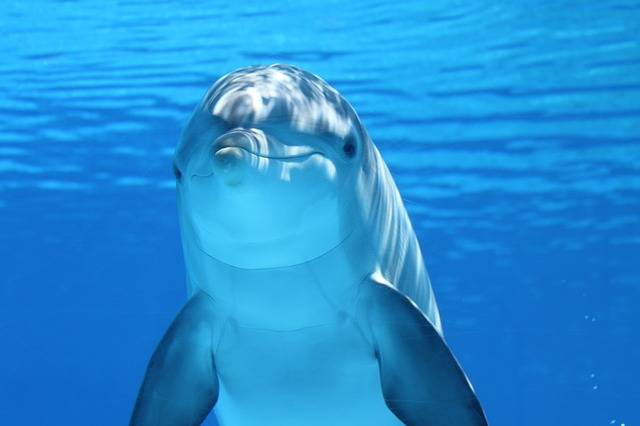 Free photo: Dolphin, Marine Mammals, Water, Sea - Free Image on Pixabay - 203875 (22459)