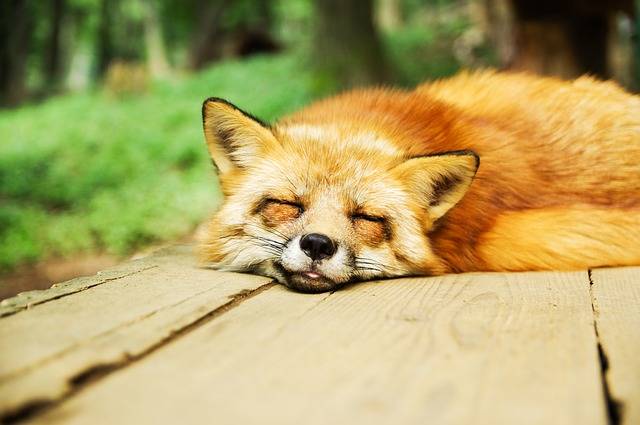 Animal Fox Cute · Free photo on Pixabay (30238)